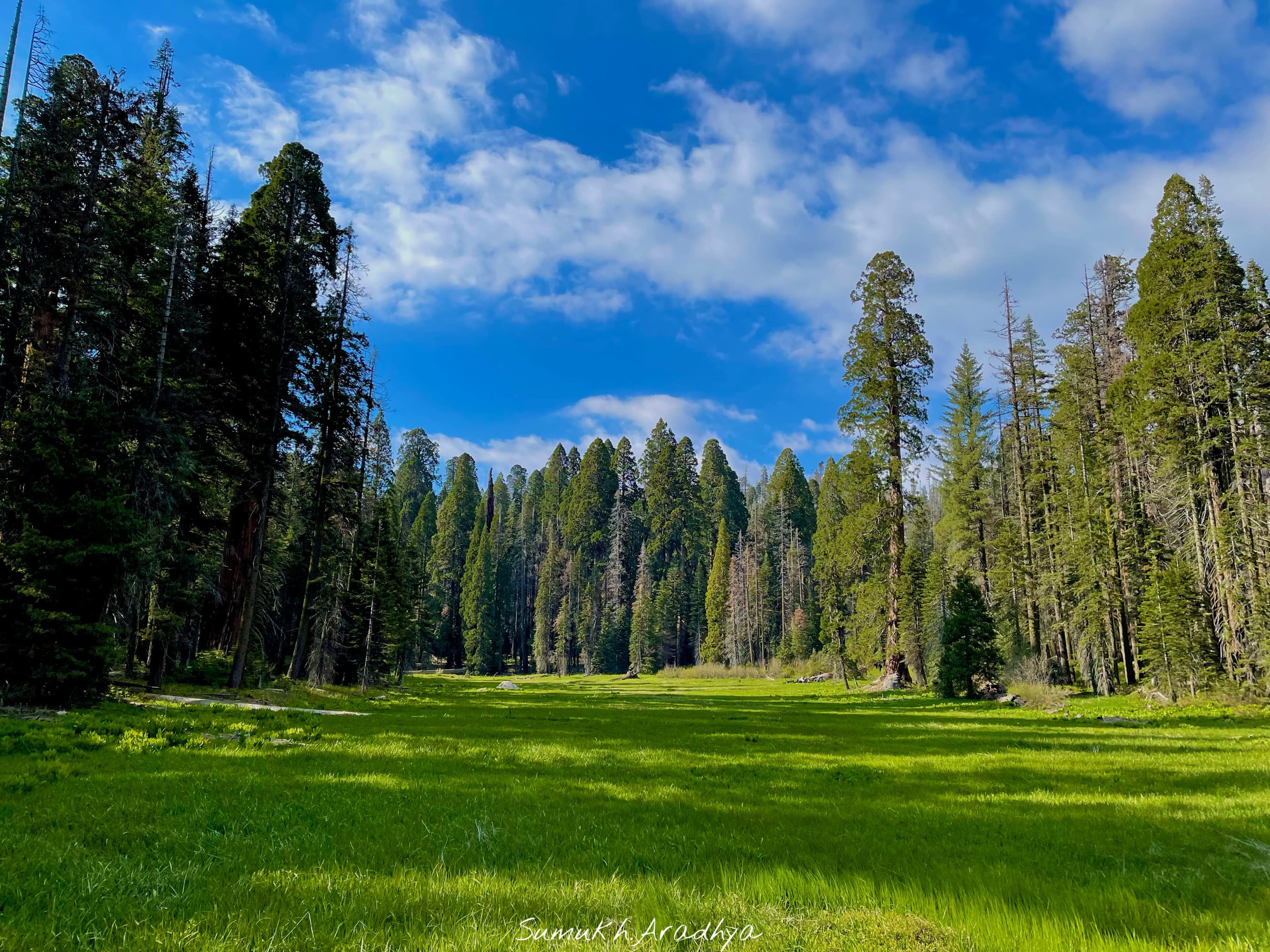 SEQUOIA NATIONAL PARK · CALIFORNIA